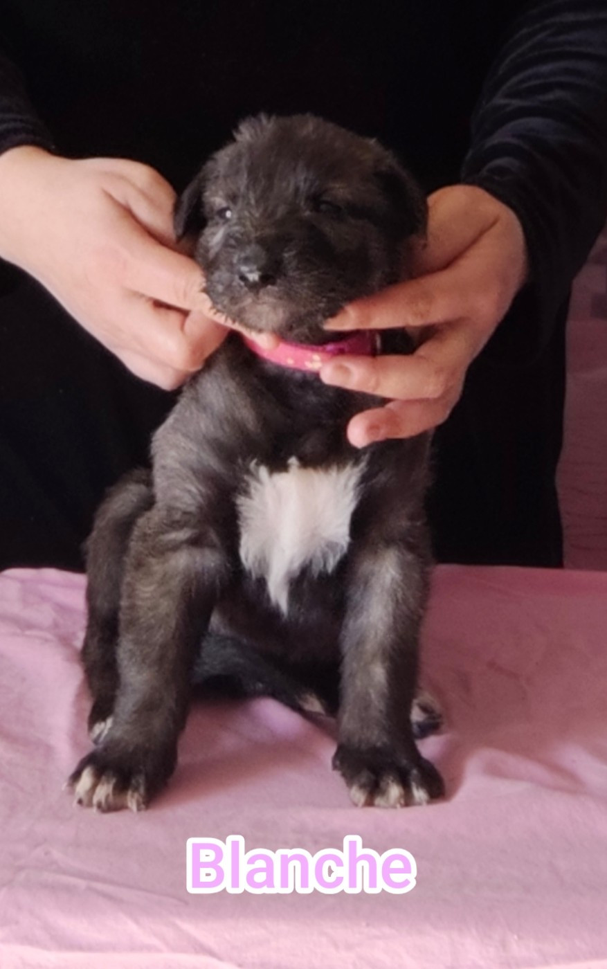 Des Vives Etoiles D’Argent - Chiots disponibles - Levrier Irlandais