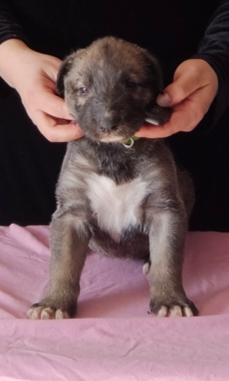 Des Vives Etoiles D’Argent - Chiots disponibles - Levrier Irlandais