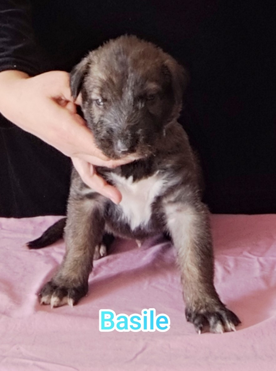 Des Vives Etoiles D’Argent - Chiots disponibles - Levrier Irlandais