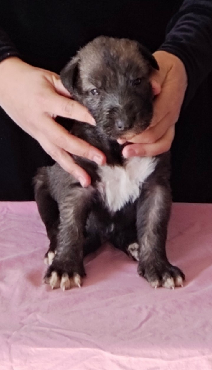 Des Vives Etoiles D’Argent - Chiots disponibles - Levrier Irlandais