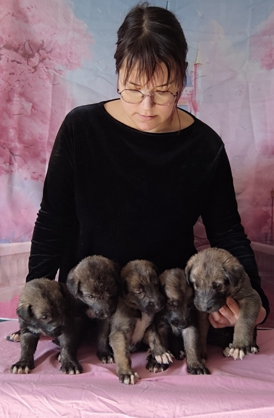 Chiot Levrier Irlandais Des Vives Etoiles D’Argent