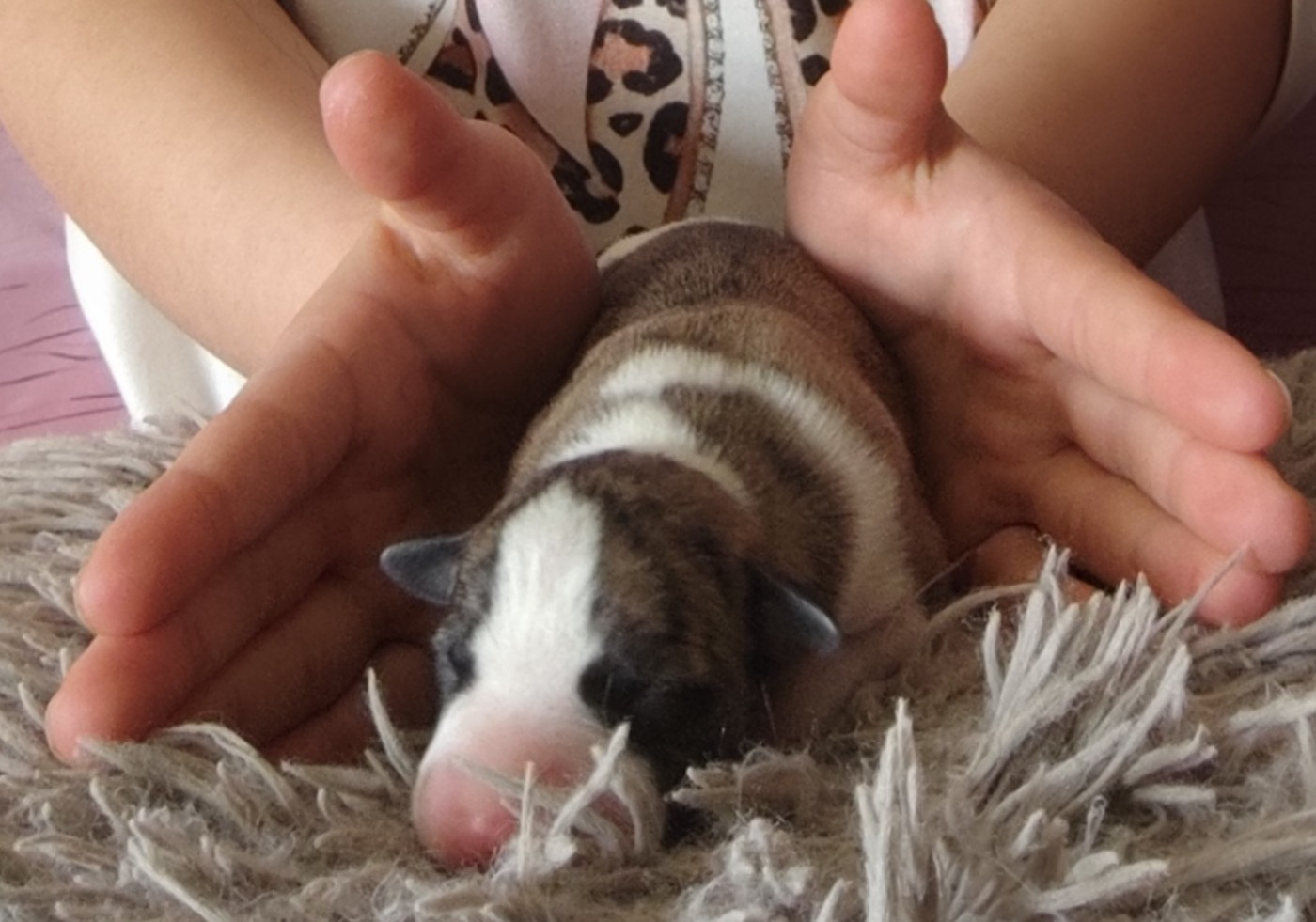 Des Vives Etoiles D’Argent - Chiots disponibles - Whippet