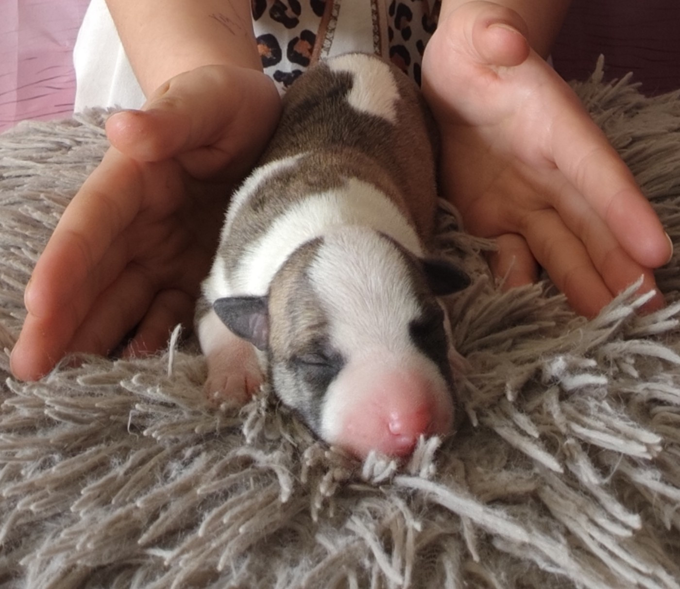 Des Vives Etoiles D’Argent - Chiots disponibles - Whippet