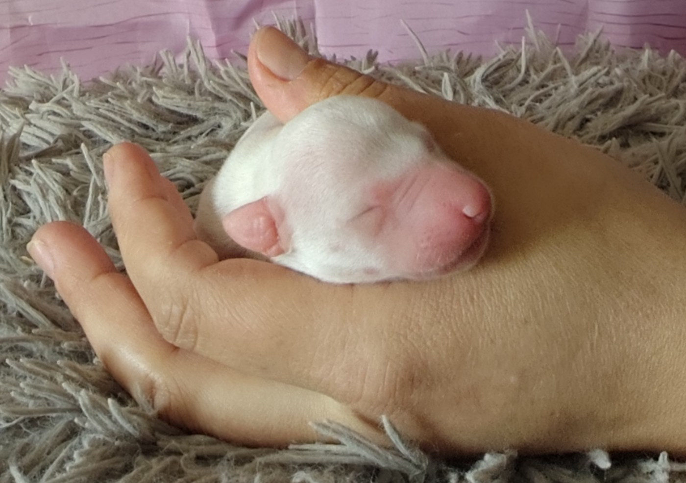 Des Vives Etoiles D’Argent - Chiots disponibles - Whippet