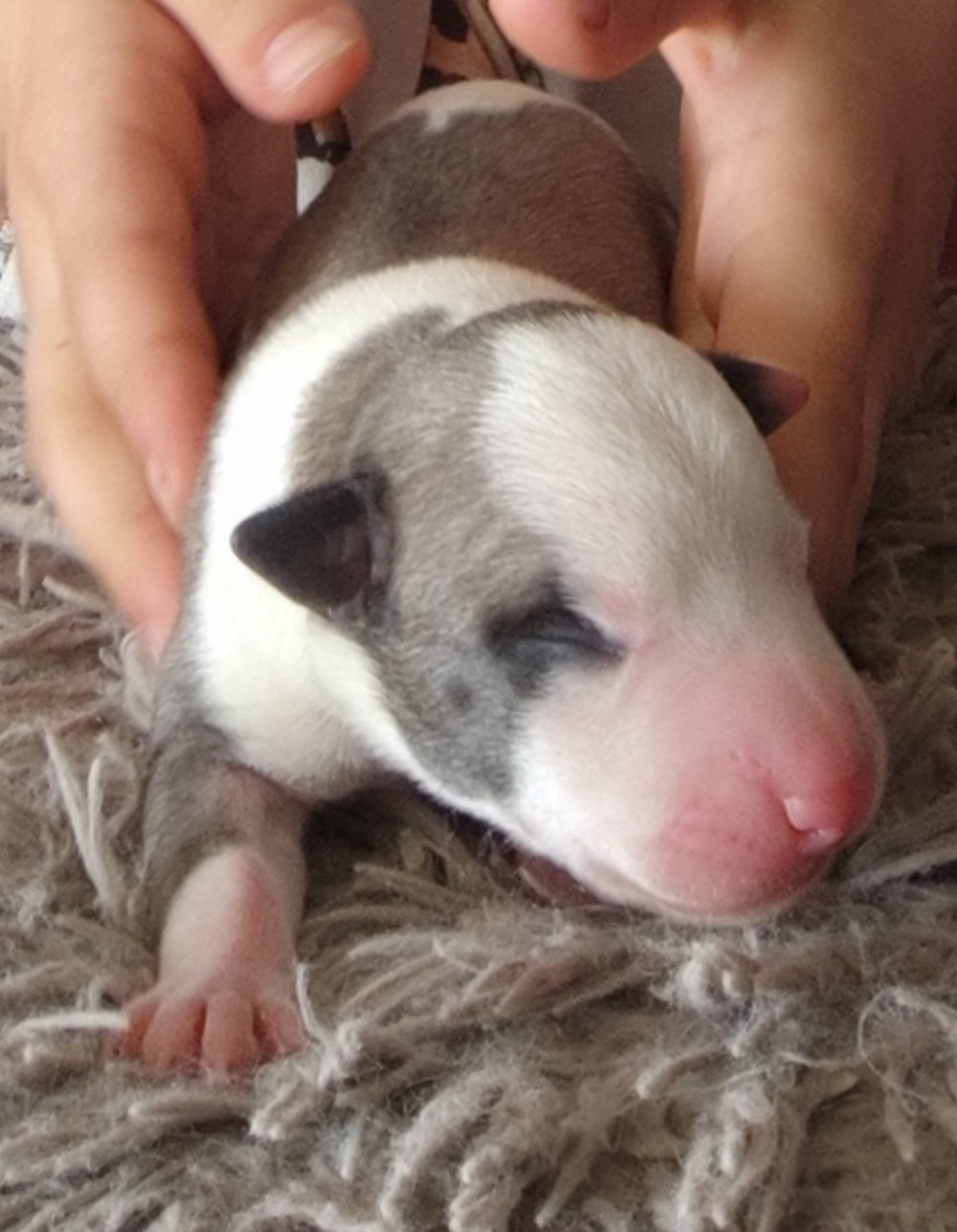 Des Vives Etoiles D’Argent - Chiots disponibles - Whippet