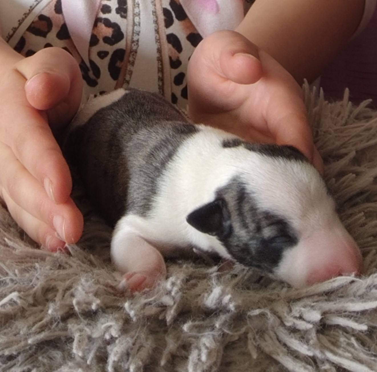 Des Vives Etoiles D’Argent - Chiots disponibles - Whippet