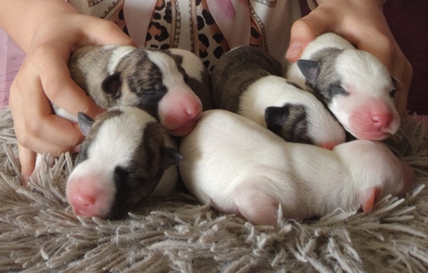 Chiot Whippet Des Vives Etoiles D’Argent