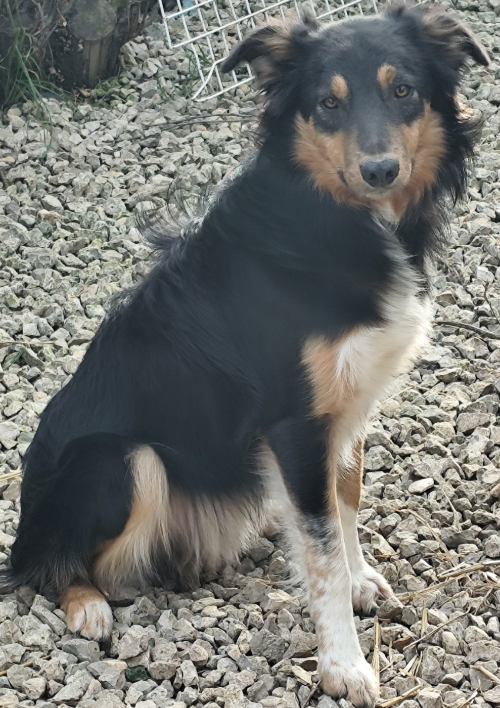 Des Vives Etoiles D’Argent - Chiots disponibles - Border Collie