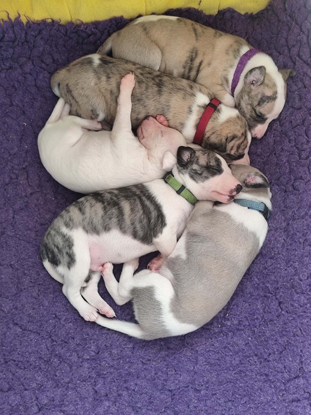 Des Vives Etoiles D’Argent - Whippet - Portée née le 23/02/2026