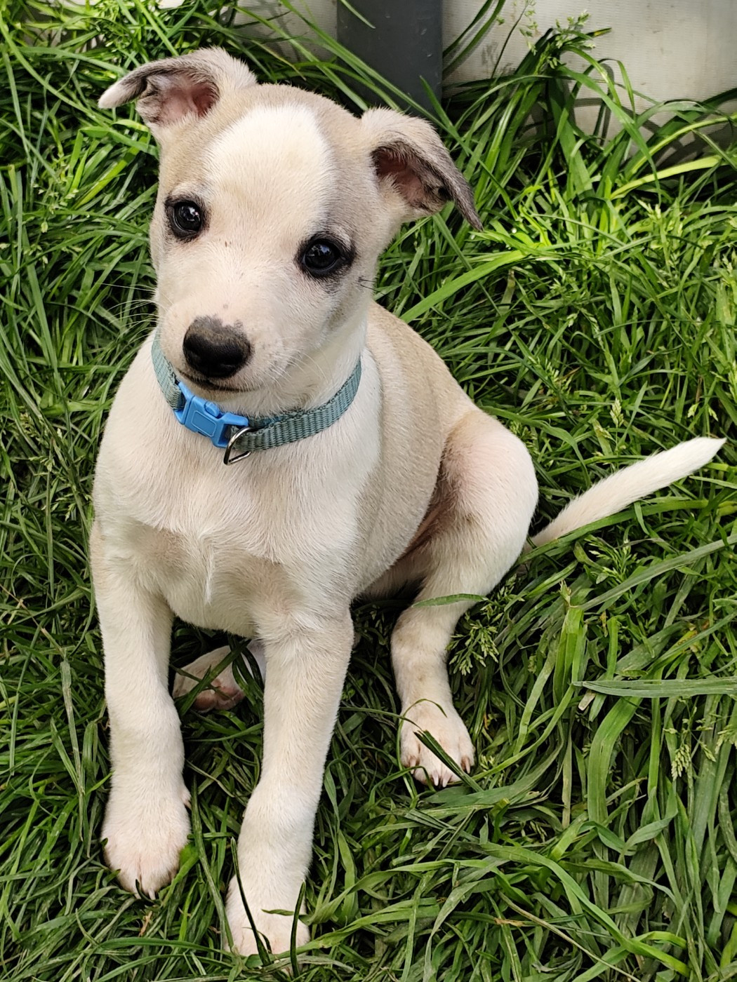 Des Vives Etoiles D’Argent - Chiots disponibles - Whippet