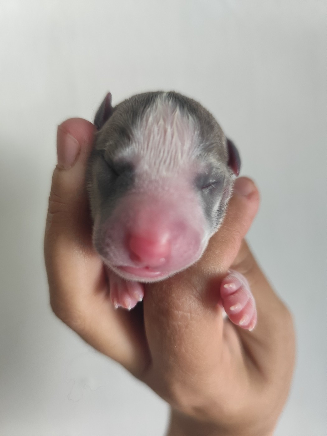 Des Vives Etoiles D’Argent - Chiots disponibles - Whippet