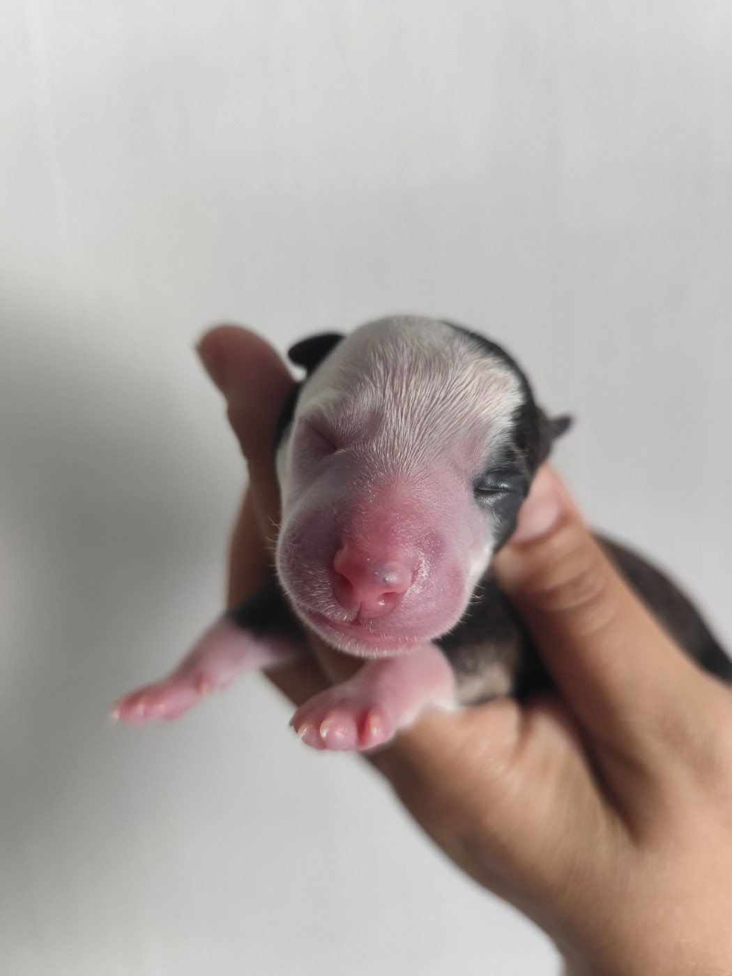 Des Vives Etoiles D’Argent - Chiots disponibles - Whippet