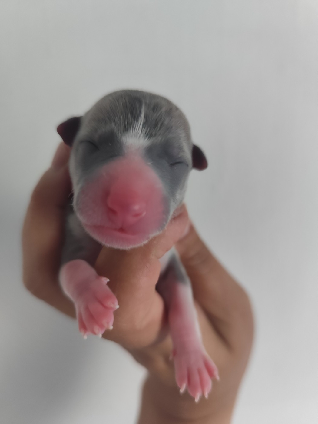 Des Vives Etoiles D’Argent - Chiots disponibles - Whippet