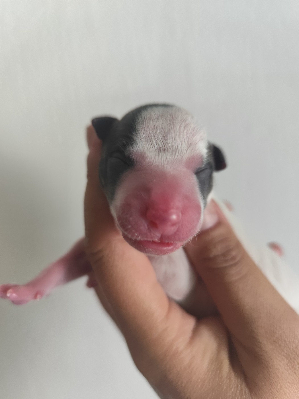 Des Vives Etoiles D’Argent - Chiots disponibles - Whippet