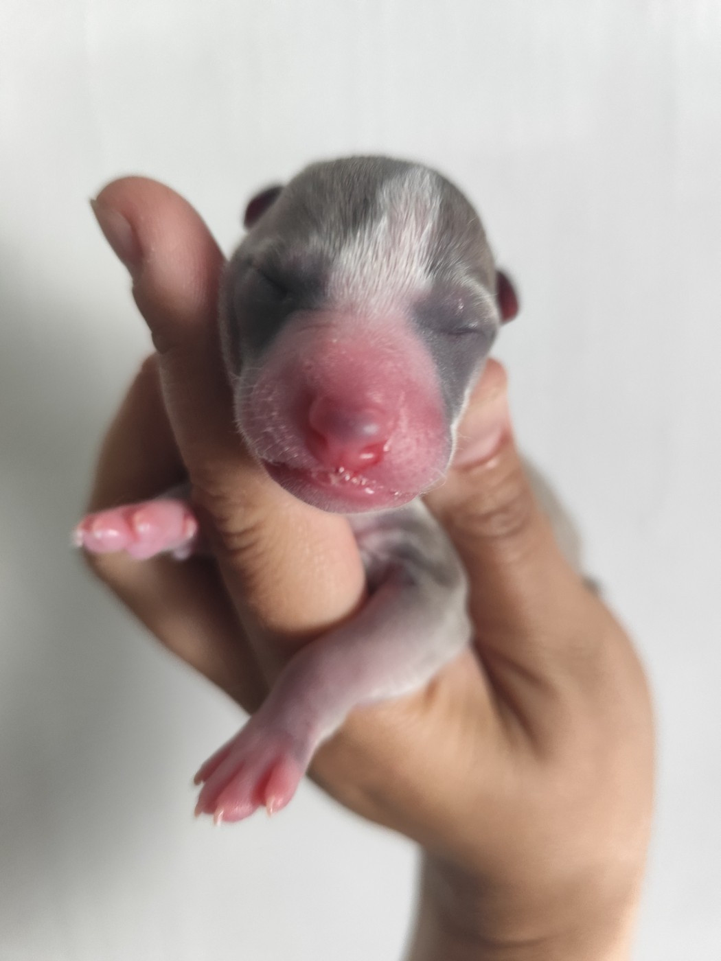 Des Vives Etoiles D’Argent - Chiots disponibles - Whippet