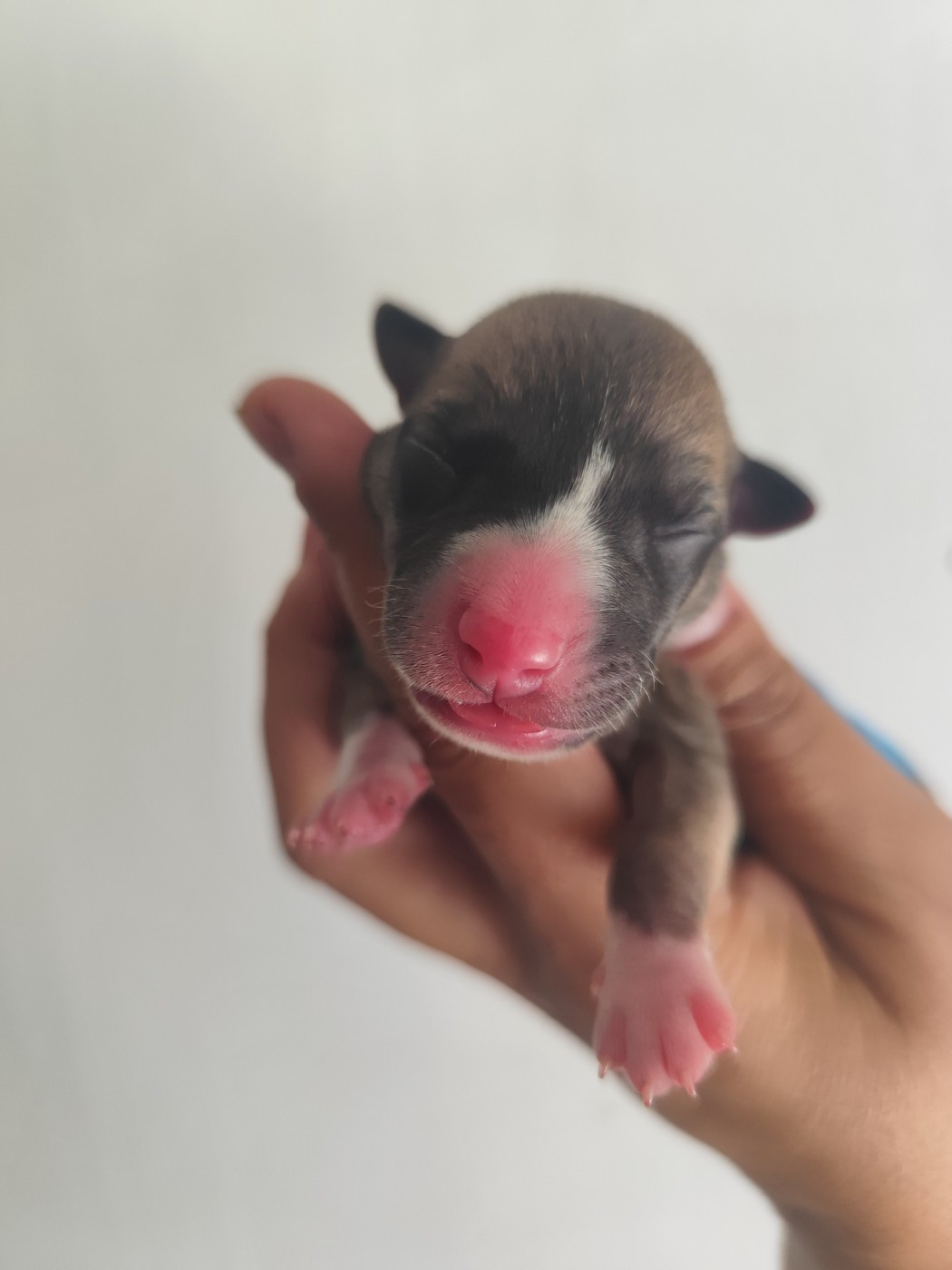 Des Vives Etoiles D’Argent - Chiots disponibles - Whippet