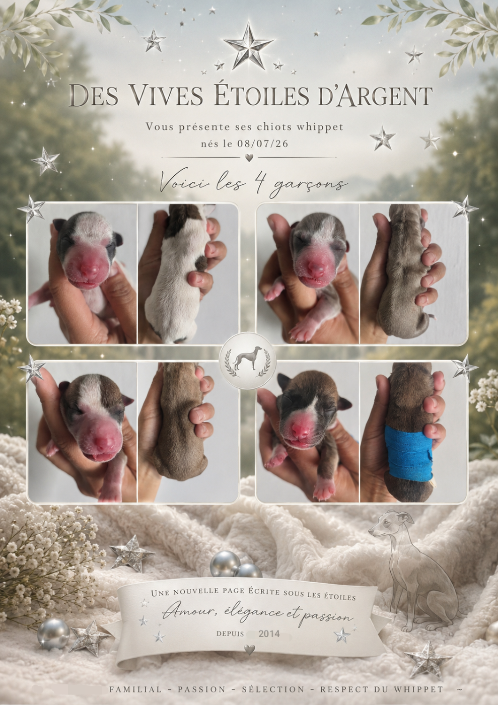 Chiot Whippet Des Vives Etoiles D’Argent