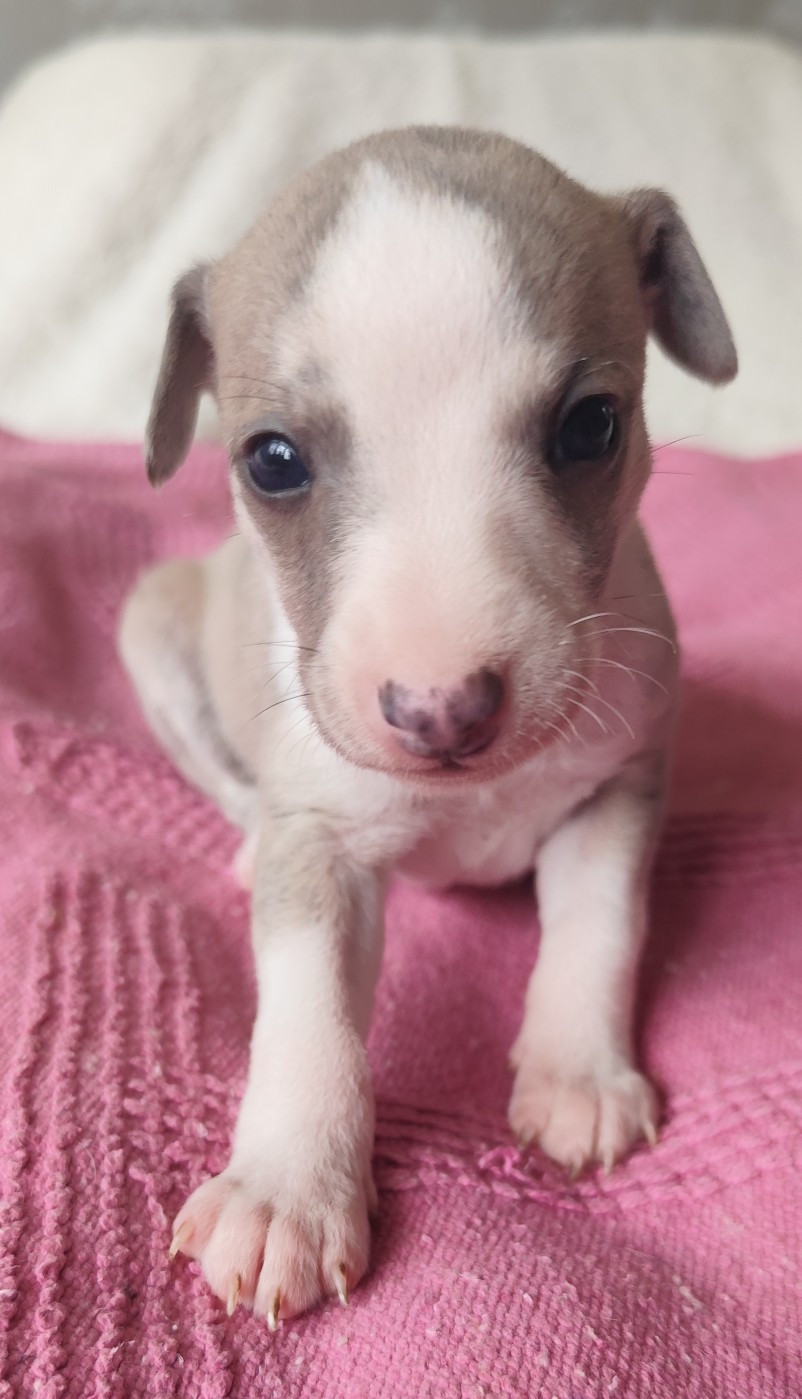 Des Vives Etoiles D’Argent - Chiots disponibles - Whippet