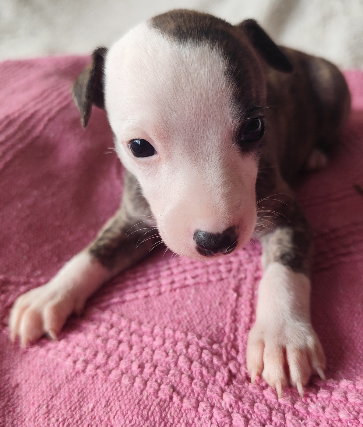 Des Vives Etoiles D’Argent - Chiots disponibles - Whippet