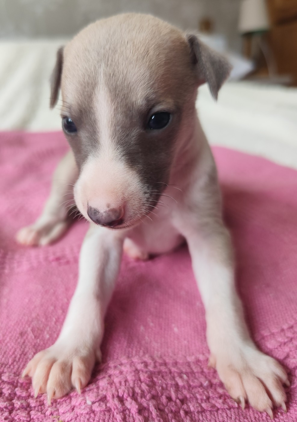 Des Vives Etoiles D’Argent - Chiots disponibles - Whippet