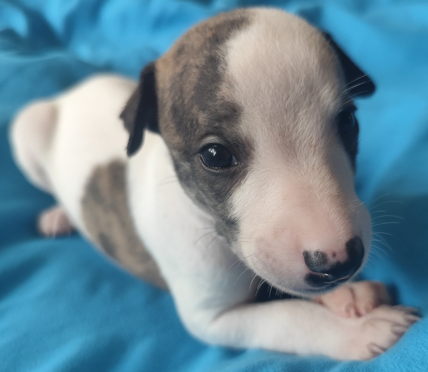 Des Vives Etoiles D’Argent - Chiots disponibles - Whippet