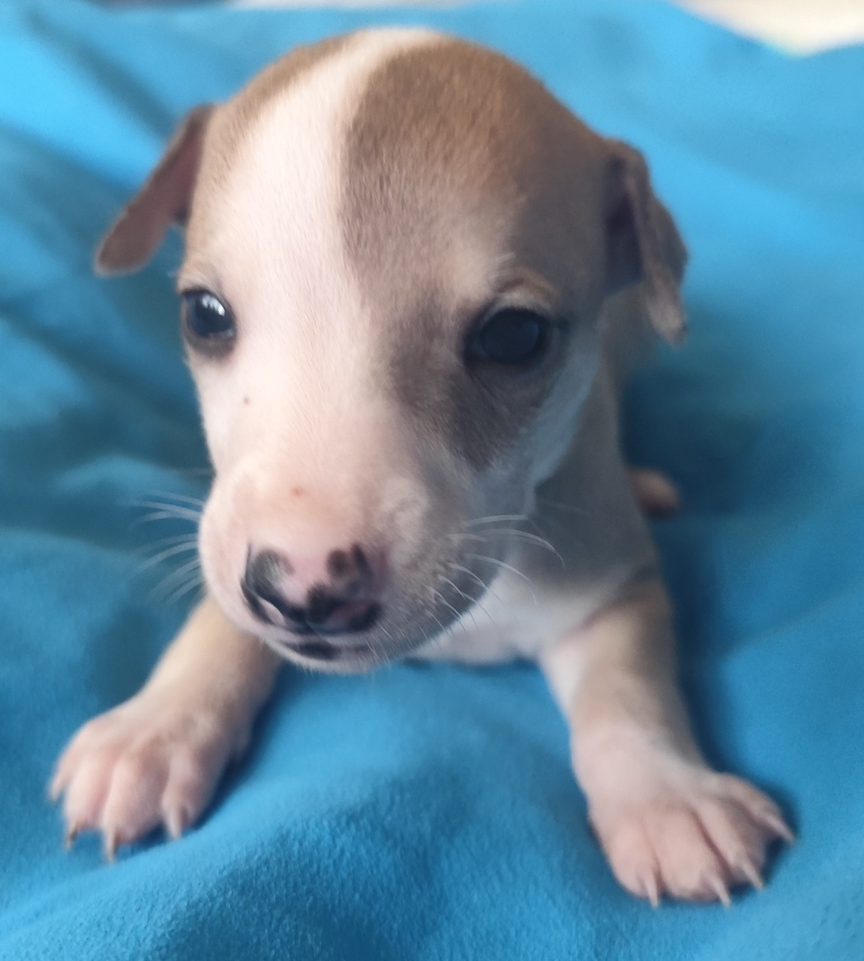 Des Vives Etoiles D’Argent - Chiots disponibles - Whippet