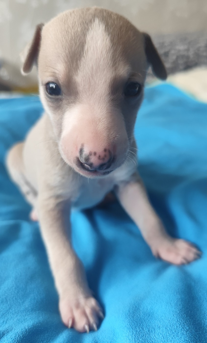 Des Vives Etoiles D’Argent - Chiots disponibles - Whippet