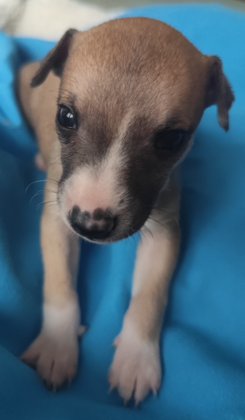 Des Vives Etoiles D’Argent - Chiots disponibles - Whippet