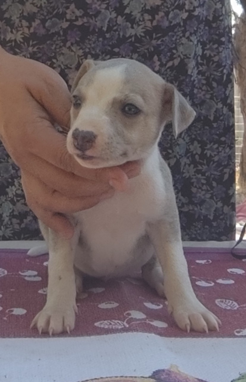 Des Vives Etoiles D’Argent - Chiots disponibles - Whippet