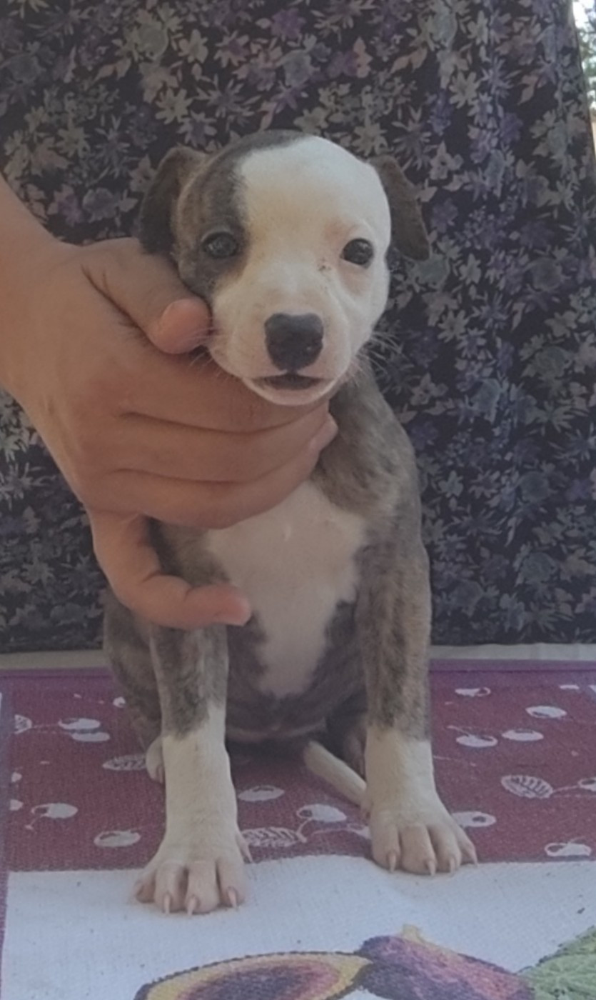 Des Vives Etoiles D’Argent - Chiots disponibles - Whippet