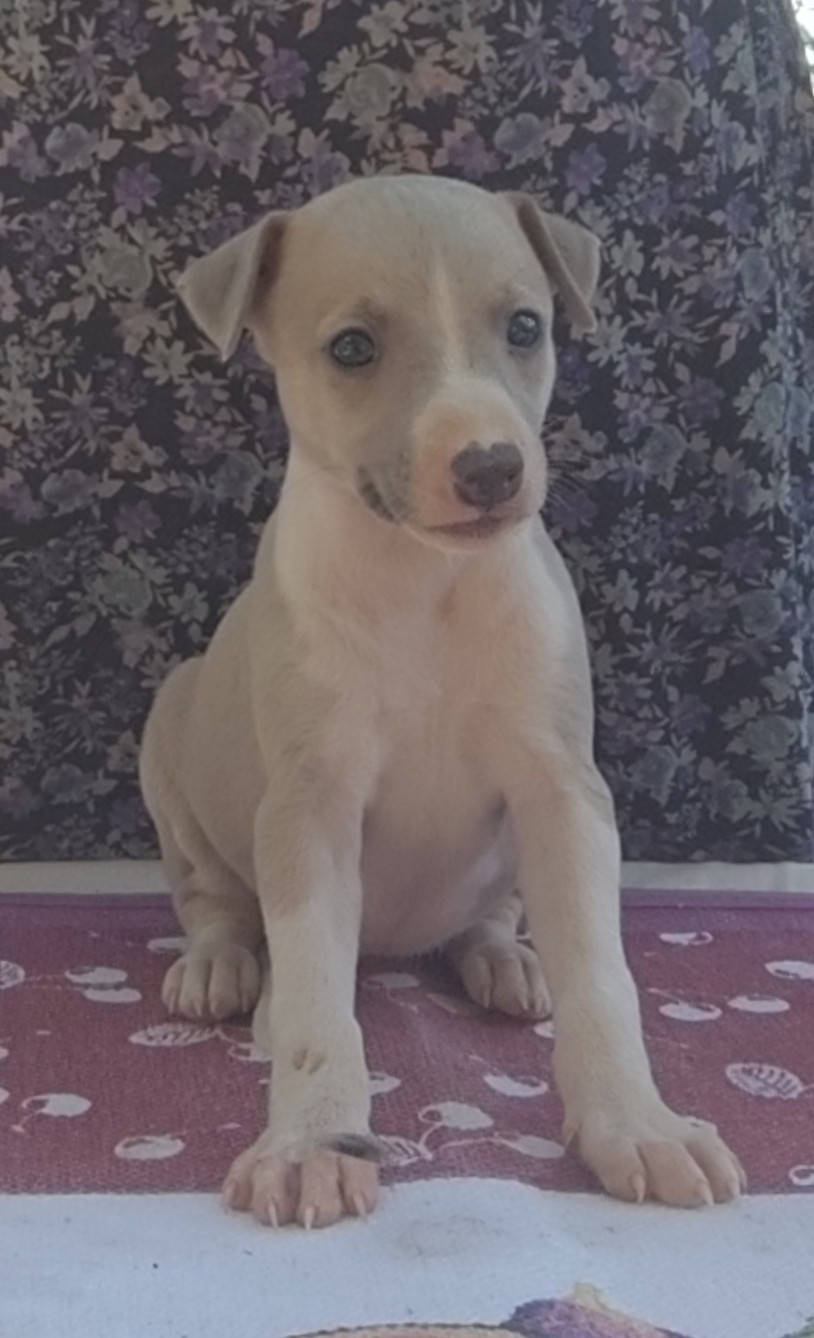 Des Vives Etoiles D’Argent - Chiots disponibles - Whippet