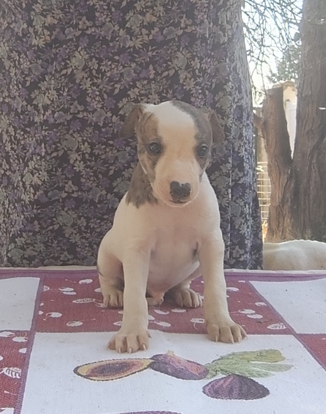 Des Vives Etoiles D’Argent - Chiots disponibles - Whippet
