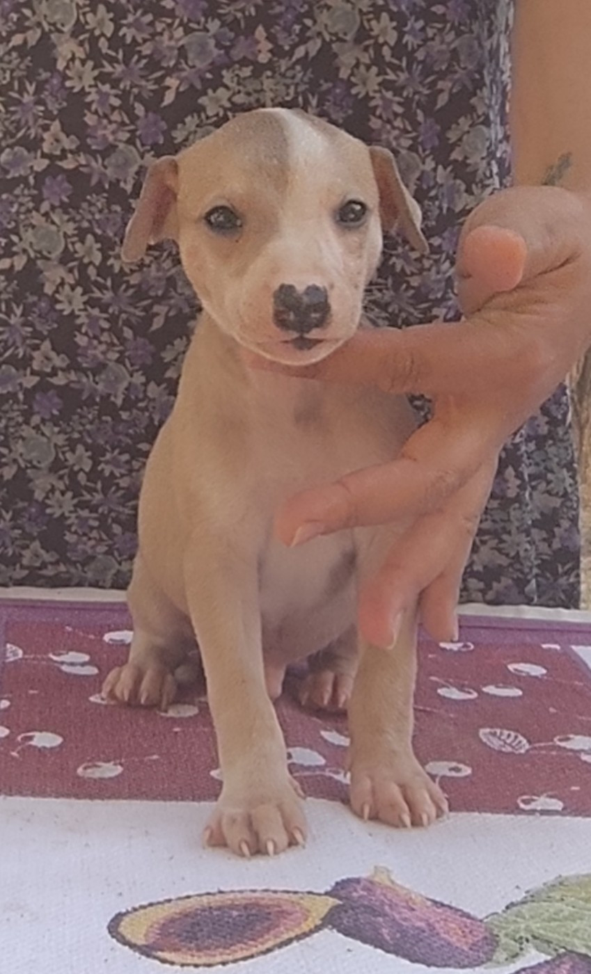 Des Vives Etoiles D’Argent - Chiots disponibles - Whippet