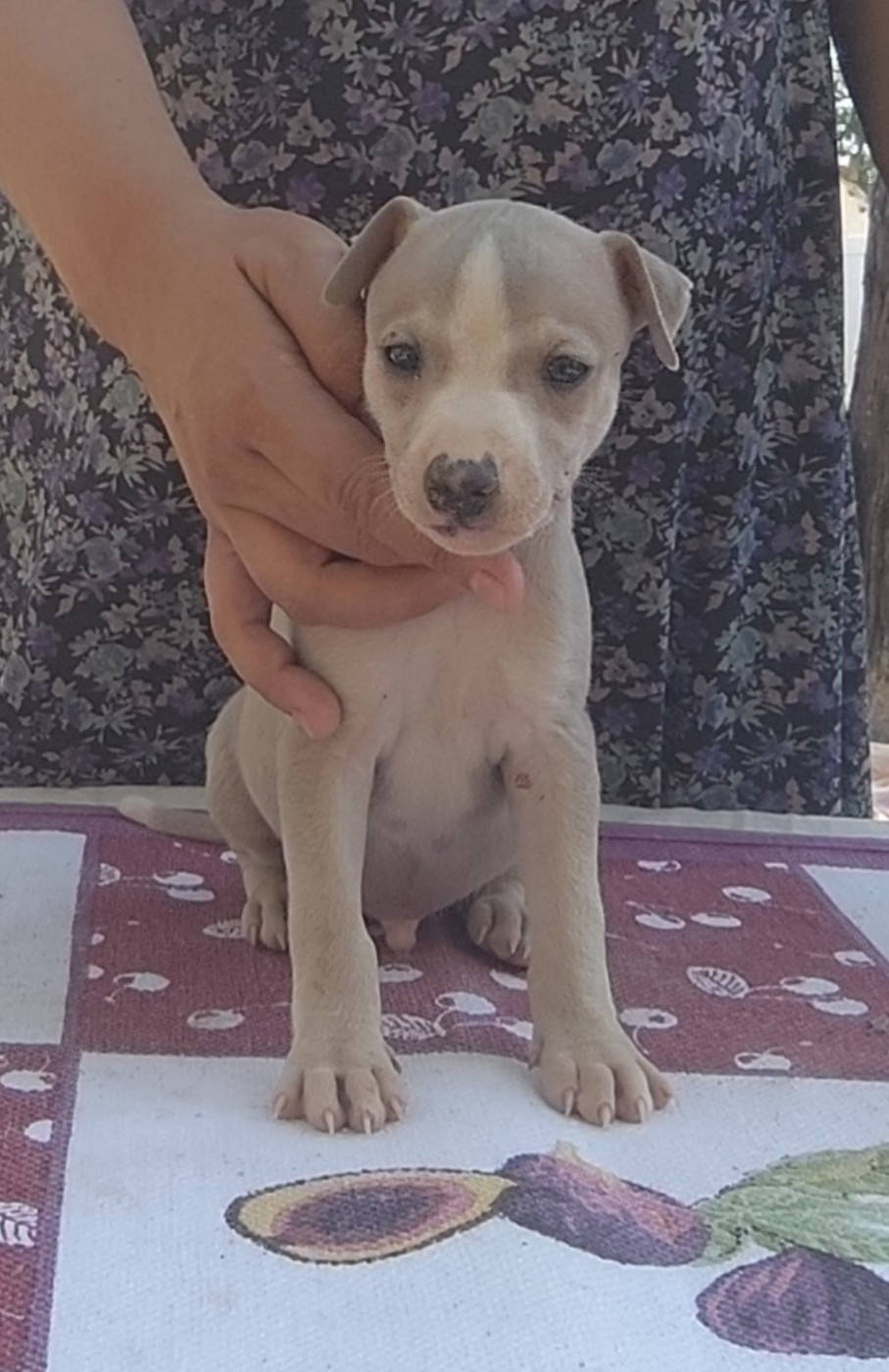 Des Vives Etoiles D’Argent - Chiots disponibles - Whippet