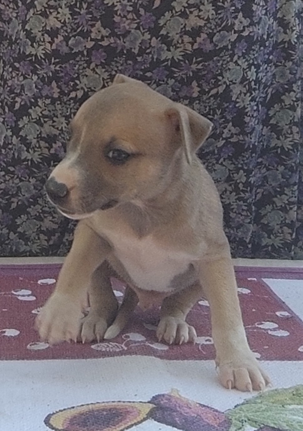 Des Vives Etoiles D’Argent - Chiots disponibles - Whippet