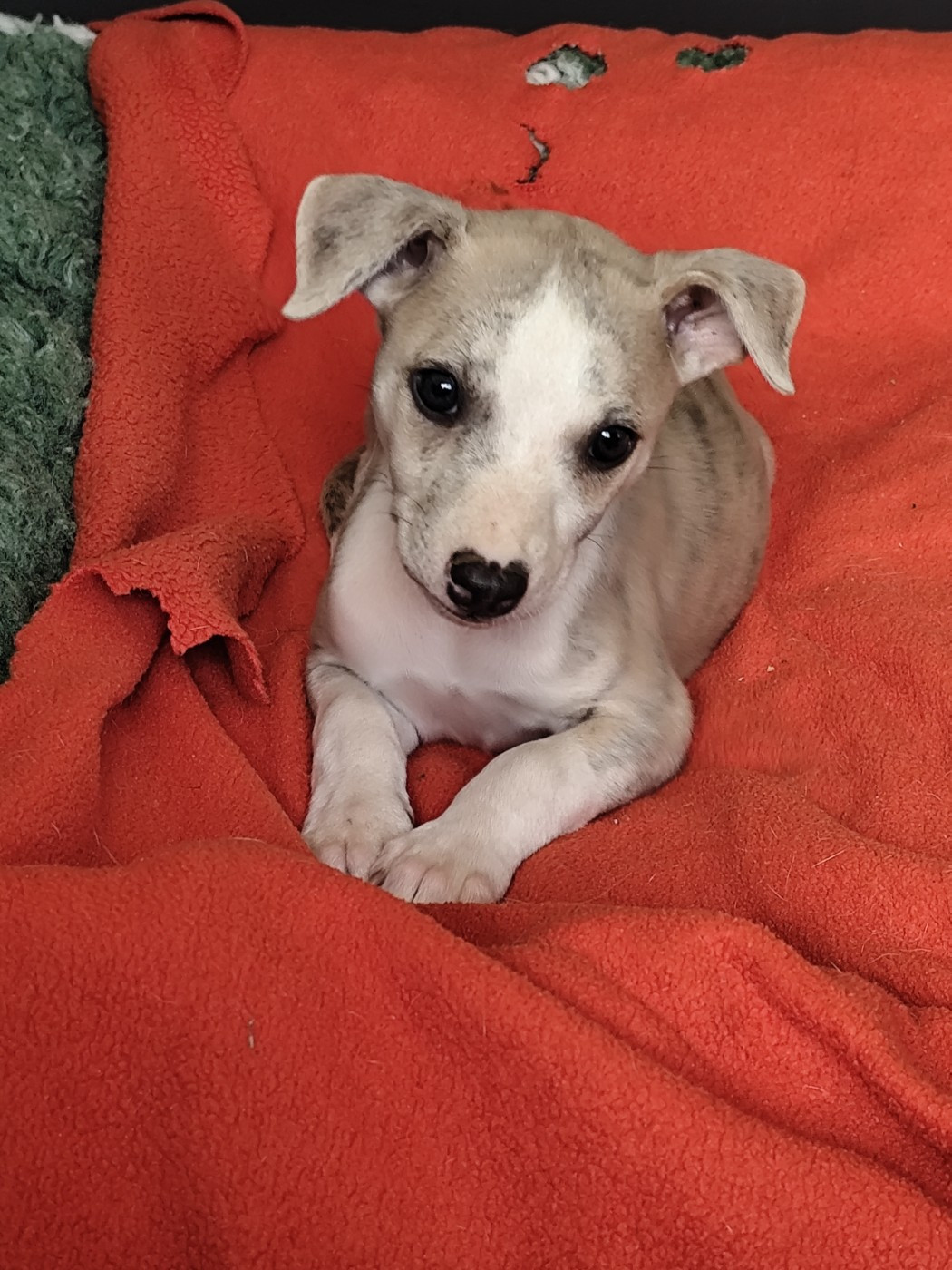 Des Vives Etoiles D’Argent - Chiots disponibles - Whippet