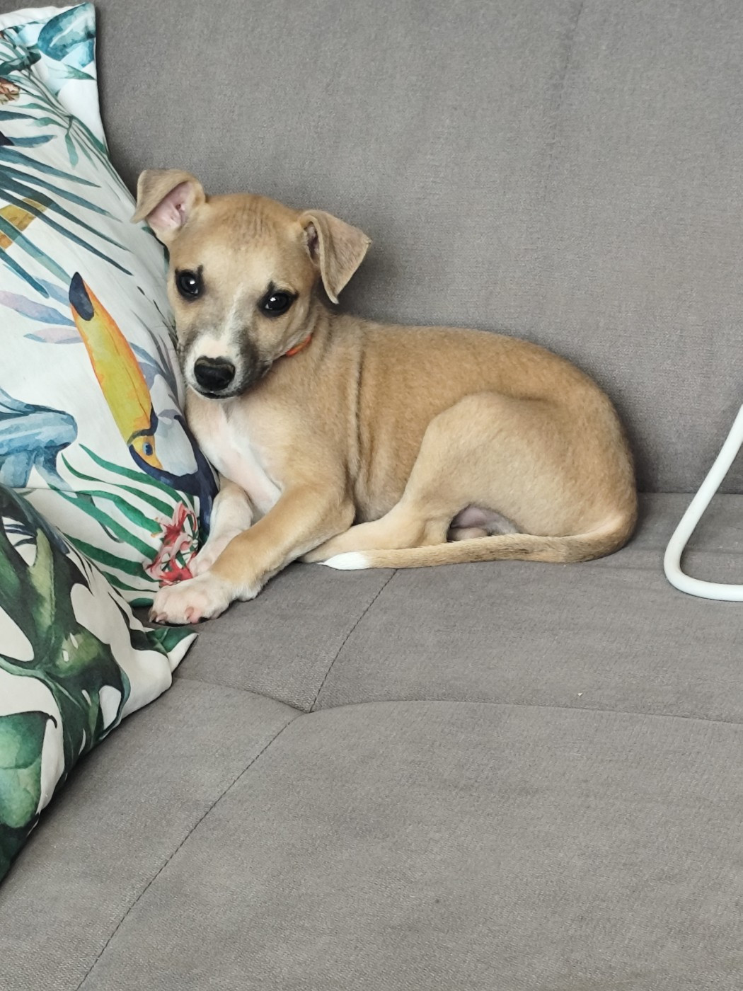 Des Vives Etoiles D’Argent - Chiots disponibles - Whippet