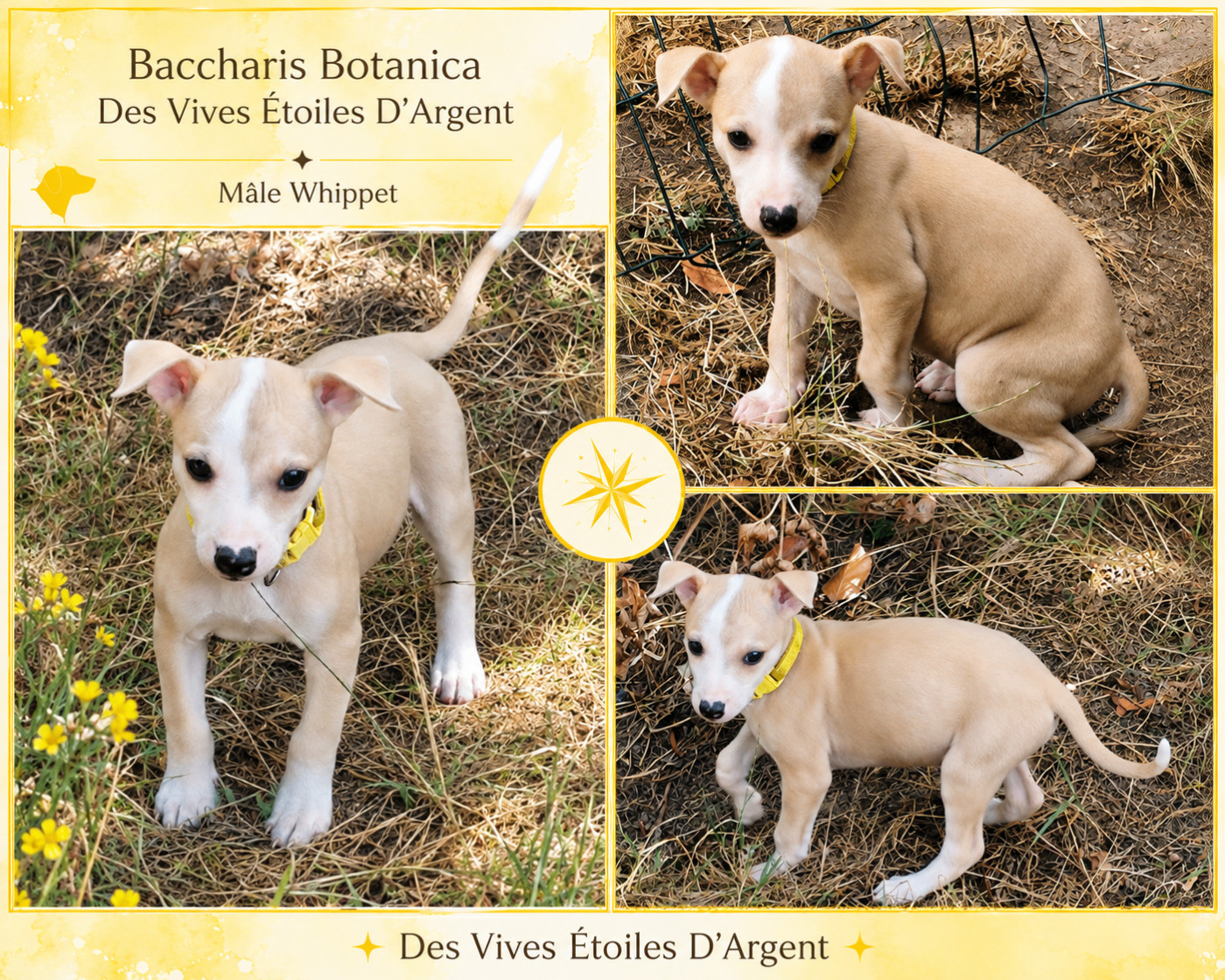 Des Vives Etoiles D’Argent - Chiots disponibles - Whippet