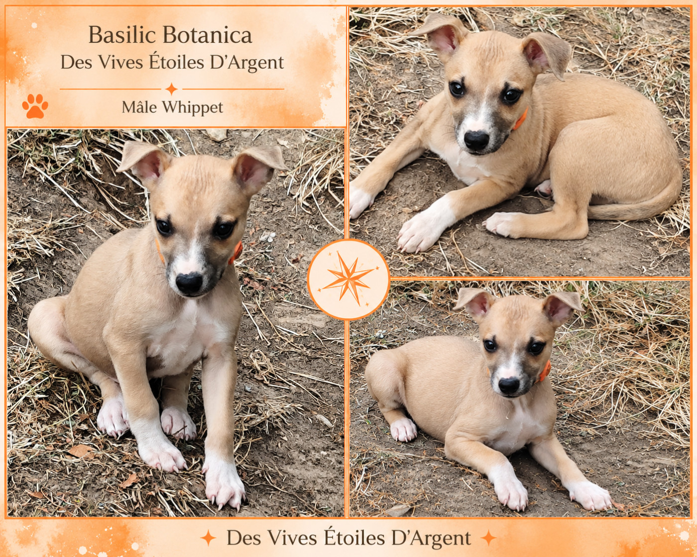 Des Vives Etoiles D’Argent - Chiots disponibles - Whippet