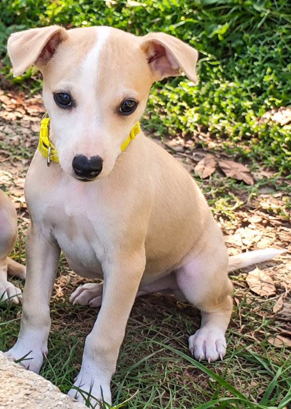 Des Vives Etoiles D’Argent - Chiots disponibles - Whippet
