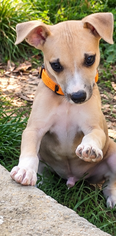 Des Vives Etoiles D’Argent - Chiots disponibles - Whippet