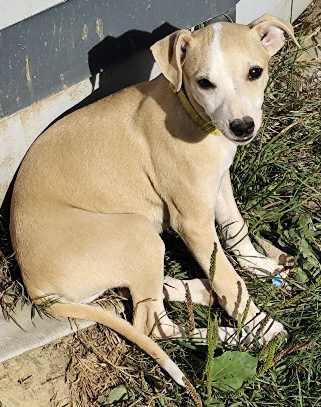 Des Vives Etoiles D’Argent - Chiots disponibles - Whippet