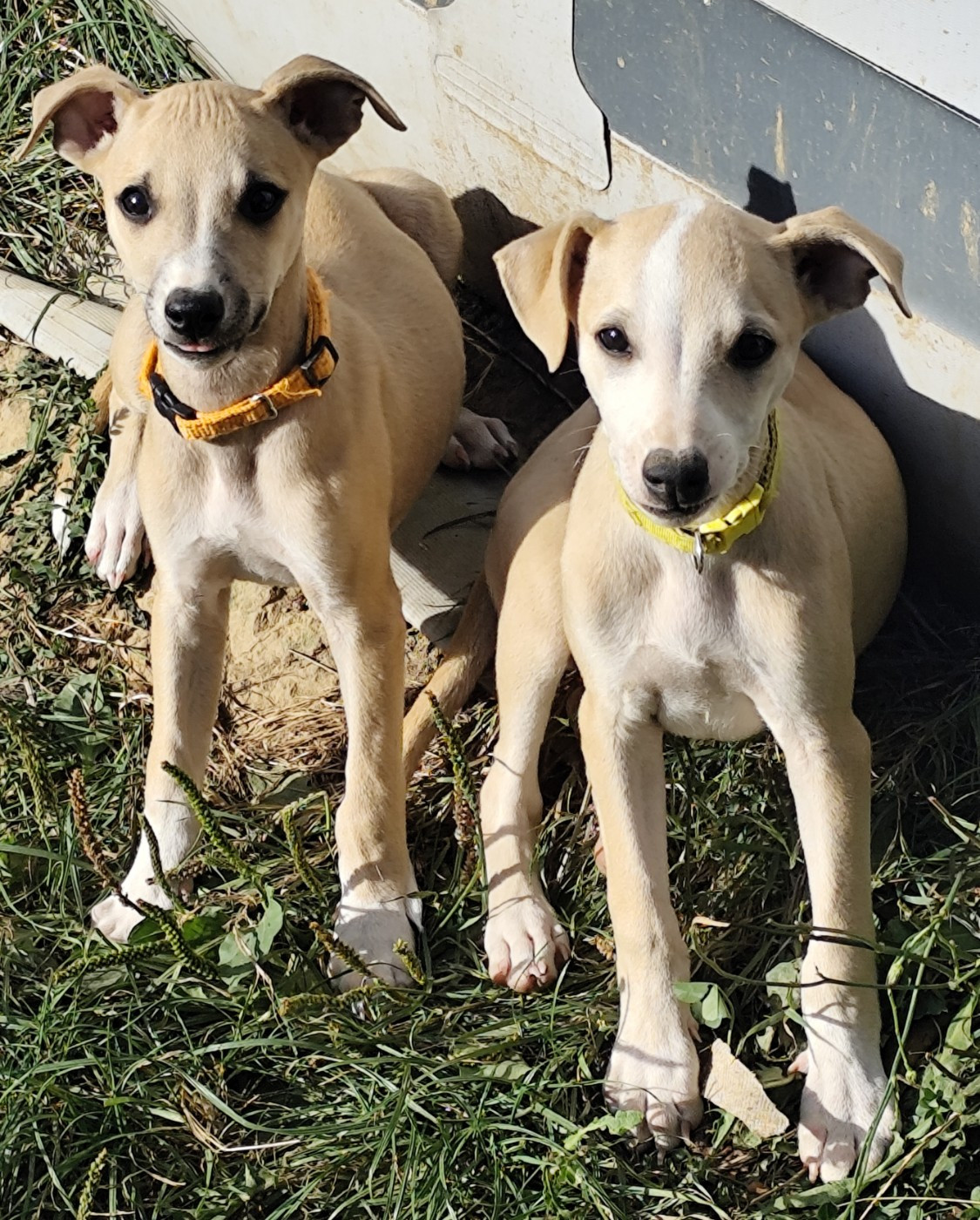 Des Vives Etoiles D’Argent - Chiots disponibles - Whippet