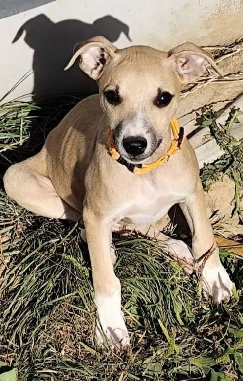 Des Vives Etoiles D’Argent - Chiots disponibles - Whippet