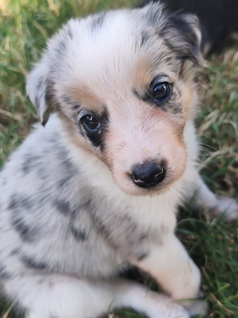 Des Vives Etoiles D’Argent - Chiots disponibles - Border Collie