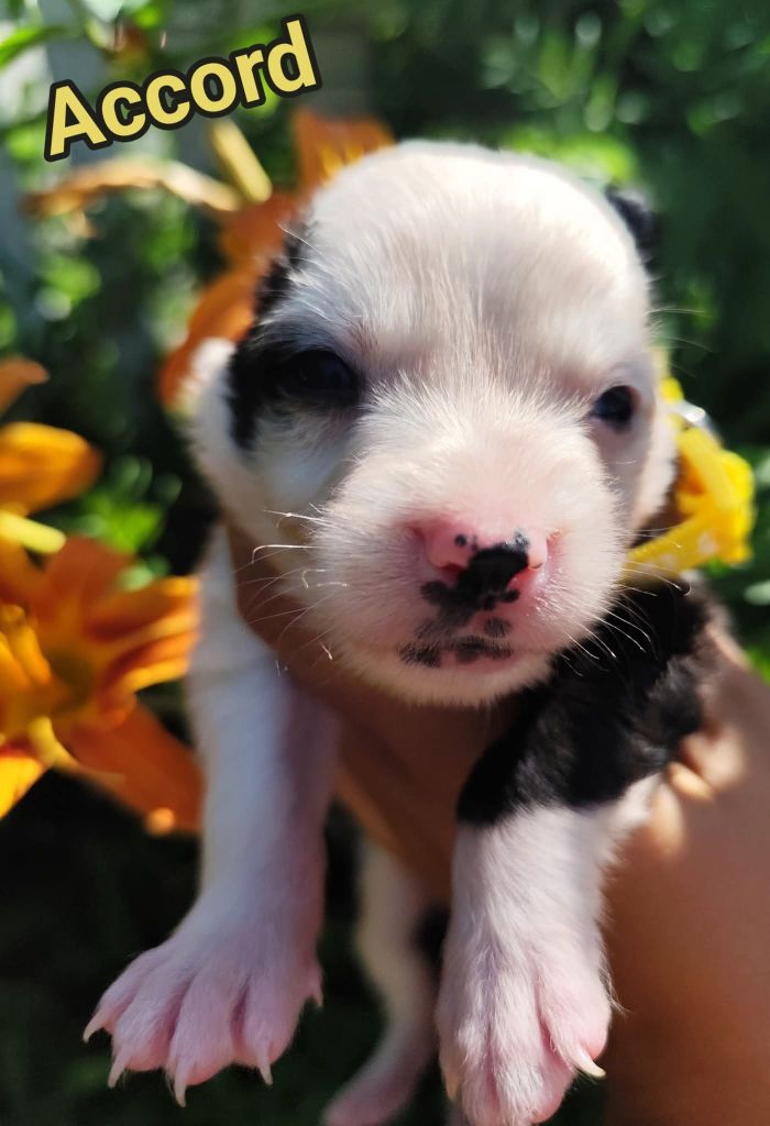 Des Vives Etoiles D’Argent - Chiots disponibles - Border Collie
