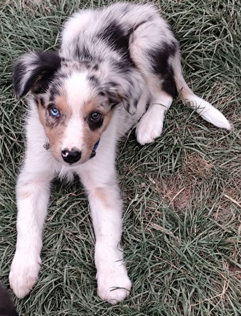 Des Vives Etoiles D’Argent - Chiots disponibles - Border Collie