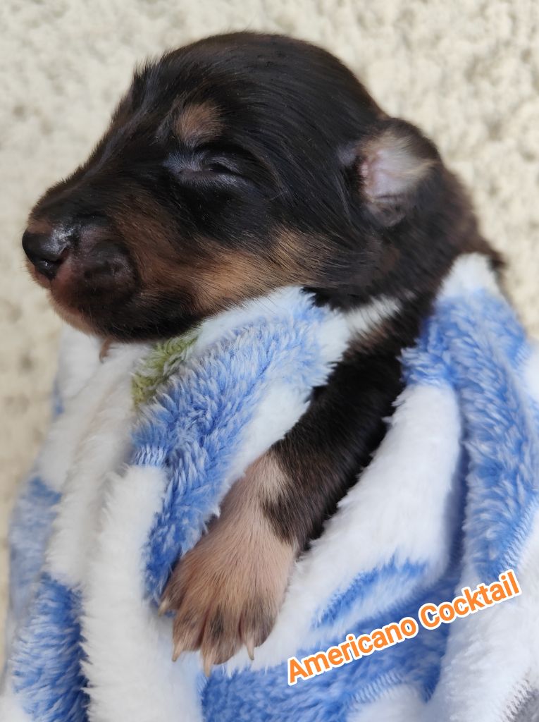 Des Vives Etoiles D’Argent - Chiots disponibles - Border Collie