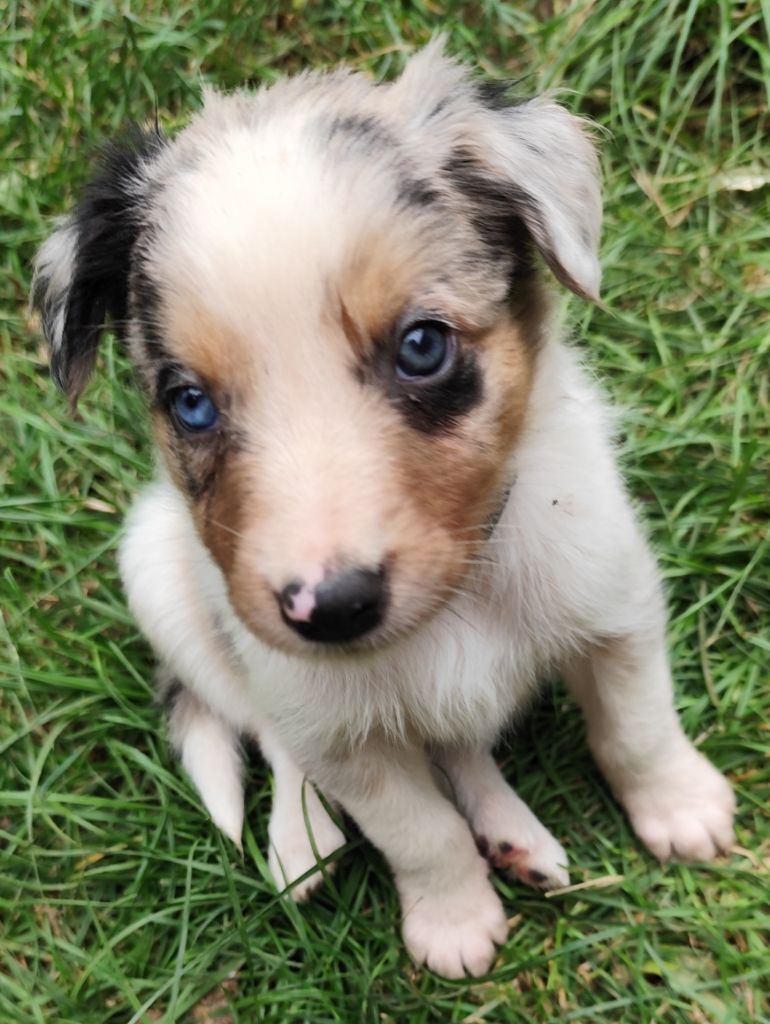 Des Vives Etoiles D’Argent - Chiots disponibles - Border Collie