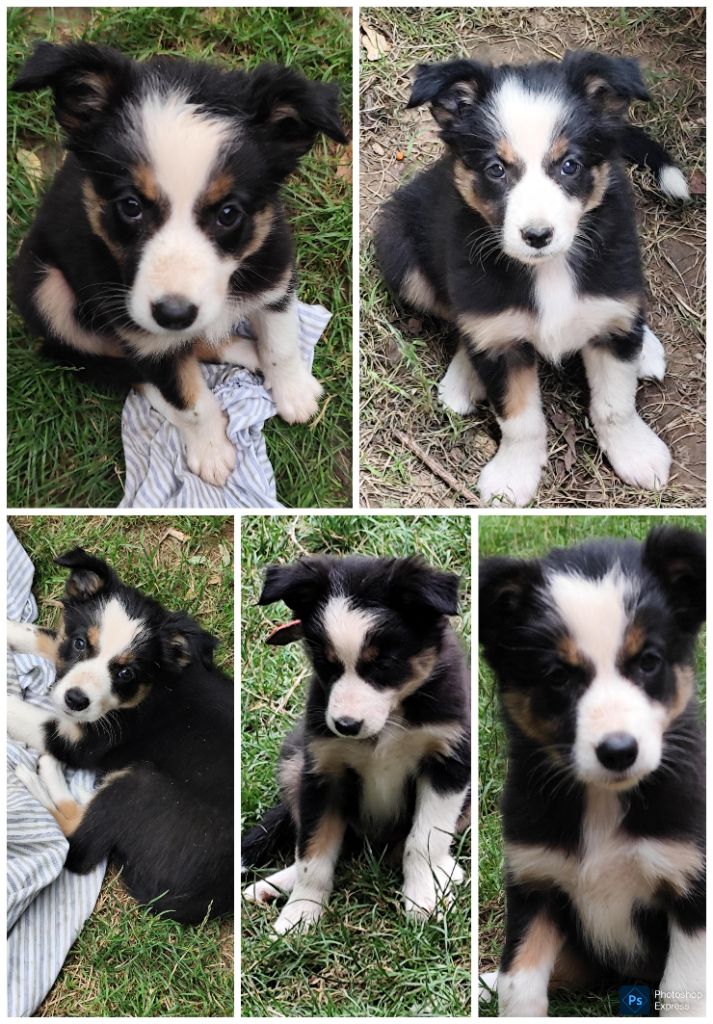 Des Vives Etoiles D’Argent - Chiots disponibles - Border Collie